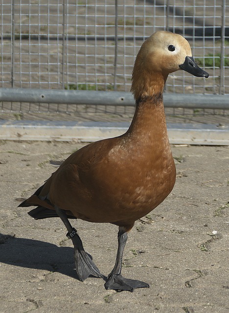 疼不已